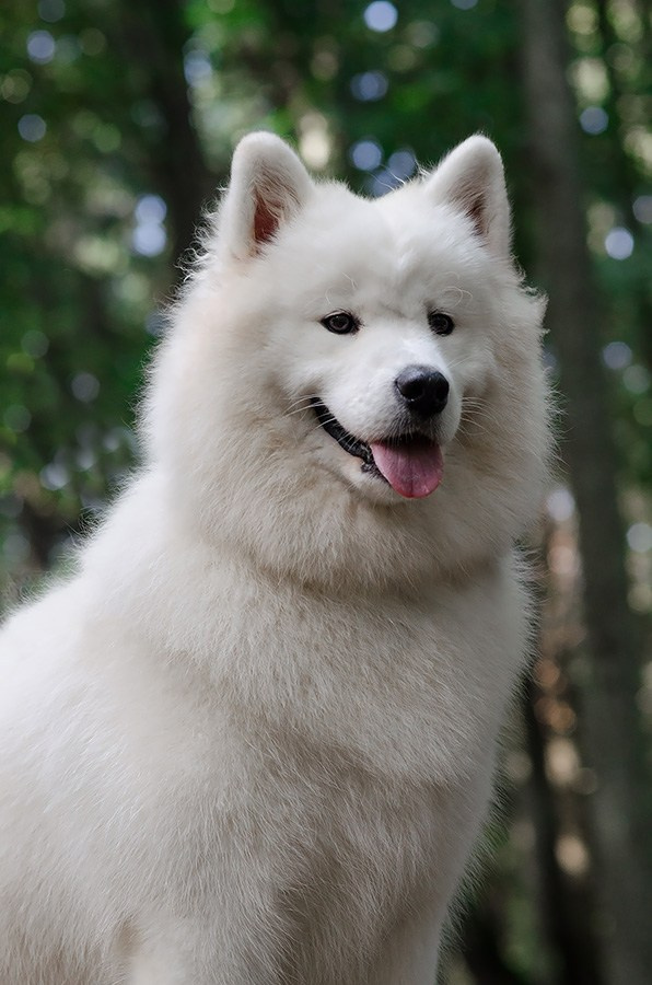 ЖЫВЁЛЫ. Вясельны і партрэтны фатограф Сяргей Клемянок