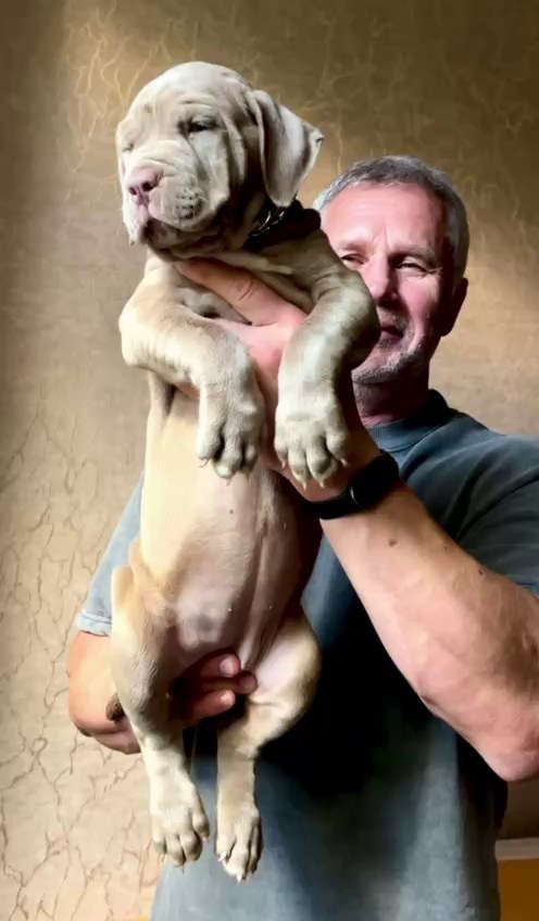 Hunter&Queenie, 10.09.25. Американские булли XL в г. Калининград. Питомник Great Bully UNIVERSE