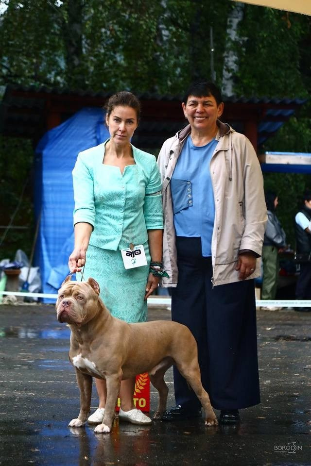 Участие в выставках. Американские булли XL в г. Калининград. Питомник Great Bully UNIVERSE