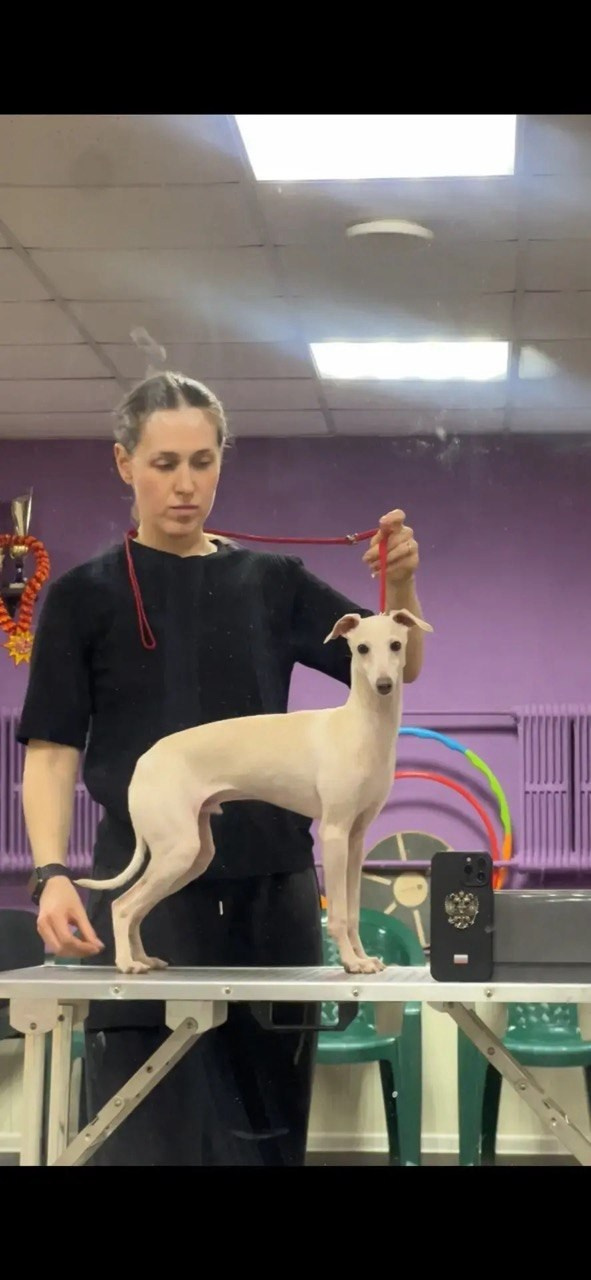 Asti Sapphire Zeus. Профессиональный питомник левреток РКФ/FCI ASTI SAPPHIRE 💎 Сочи|Санкт-Петербург