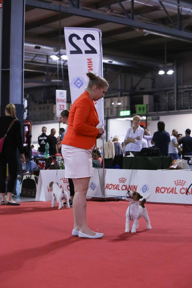 ЧЕМПИОНАТ МИРА 2015. Lovely-Orange питомник джек рассел терьеров