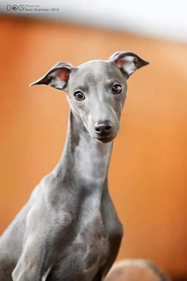 Весенние крошки. Профессиональный питомник левреток РКФ/FCI ASTI SAPPHIRE 💎 Сочи|Санкт-Петербург