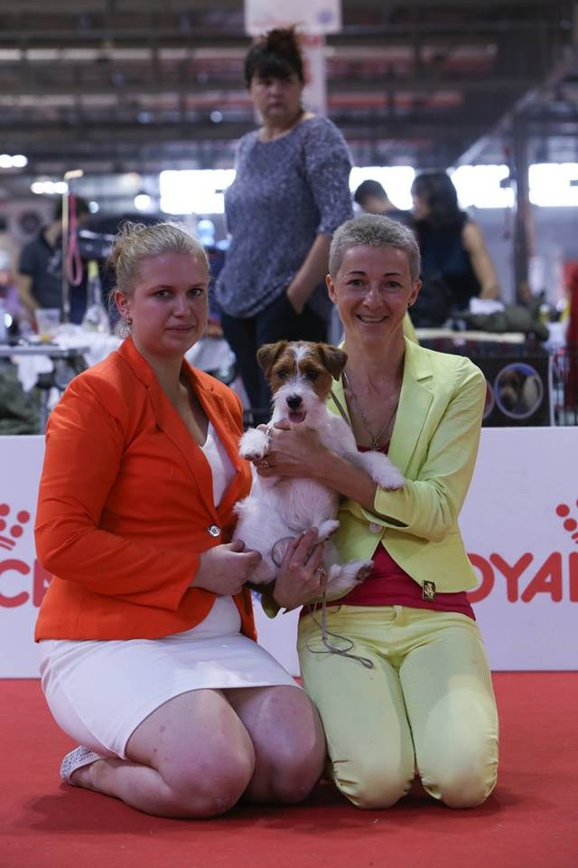 ЧЕМПИОНАТ МИРА 2015. Lovely-Orange питомник джек рассел терьеров