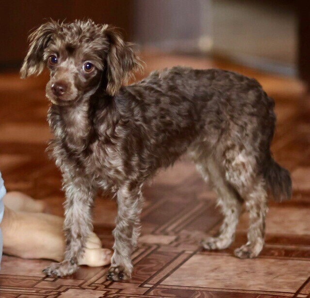 Щенки. Фотограф 📸 семейный, предметный, репортажный