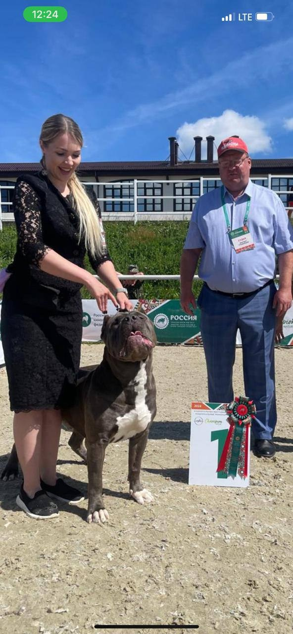 Участие в выставках. Американские булли XL в г. Калининград. Питомник Great Bully UNIVERSE