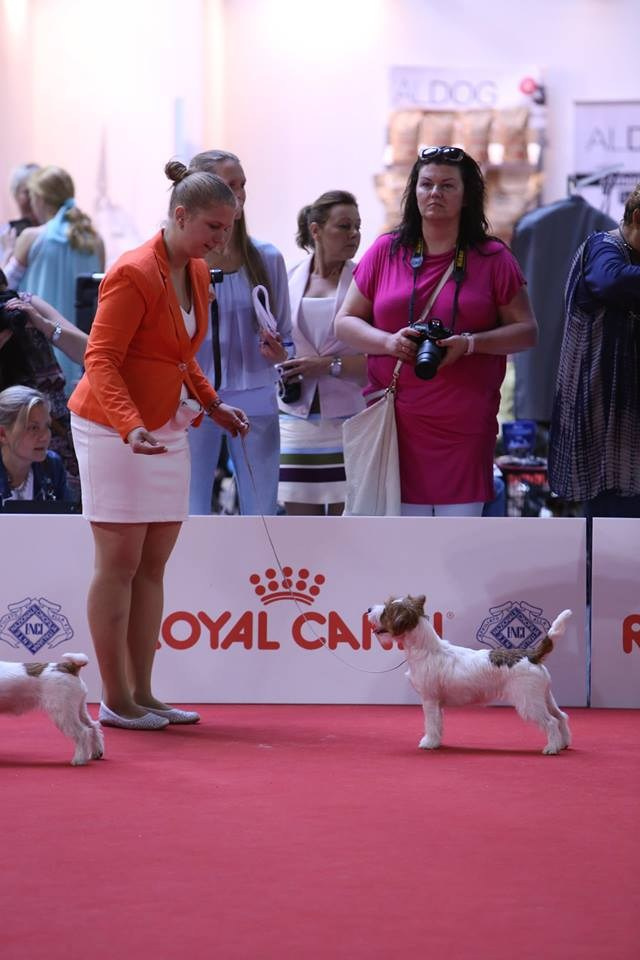 ЧЕМПИОНАТ МИРА 2015. Lovely-Orange питомник джек рассел терьеров
