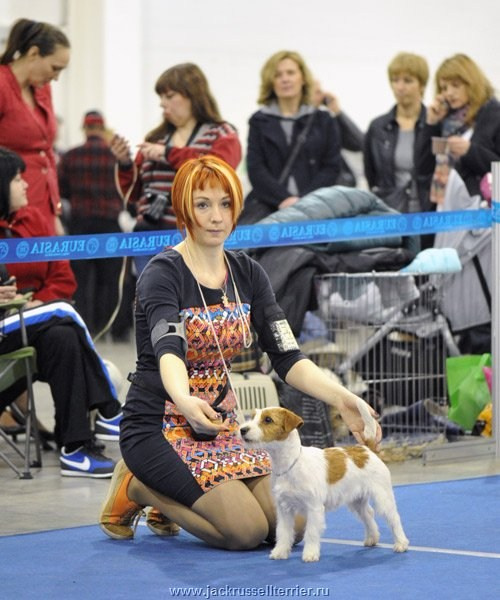 ЕВРАЗИЯ 2014. Lovely-Orange питомник джек рассел терьеров
