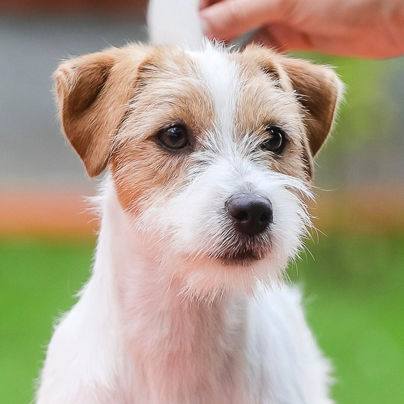 Port Fortis Happy Peppy