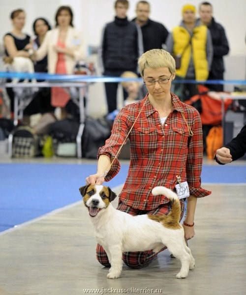 ЕВРАЗИЯ 2014. Lovely-Orange питомник джек рассел терьеров