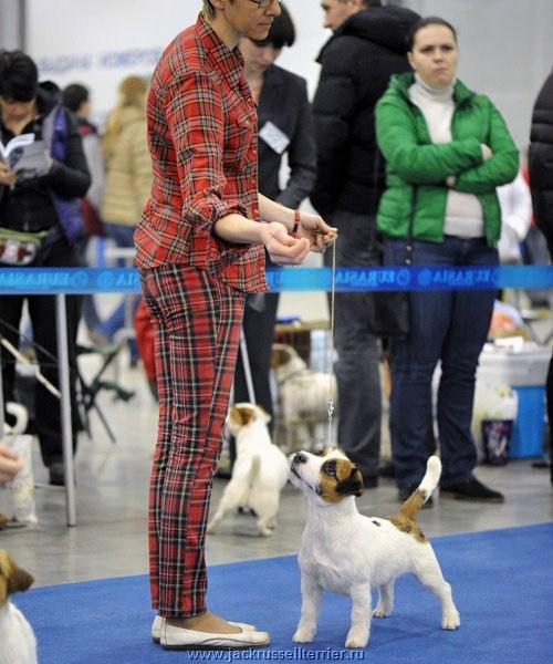 ЕВРАЗИЯ 2014. Lovely-Orange питомник джек рассел терьеров