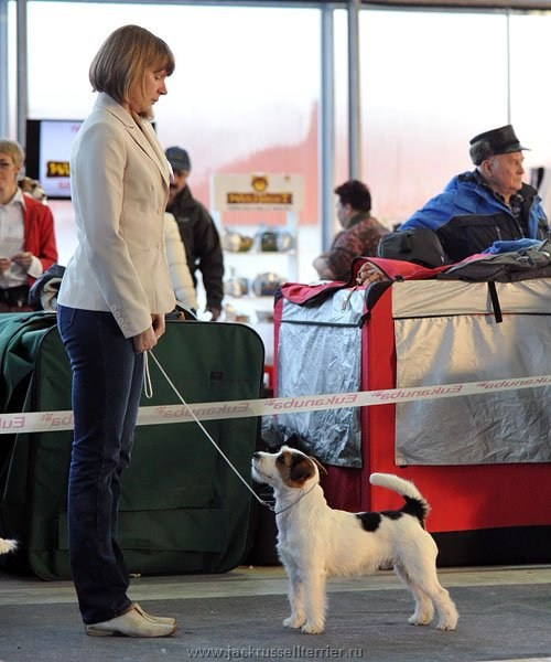 Выставка имени Сабанеева 2013. Lovely-Orange питомник джек рассел терьеров