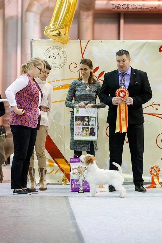 Lovely-Orange Mascarpone. Lovely-Orange питомник джек рассел терьеров