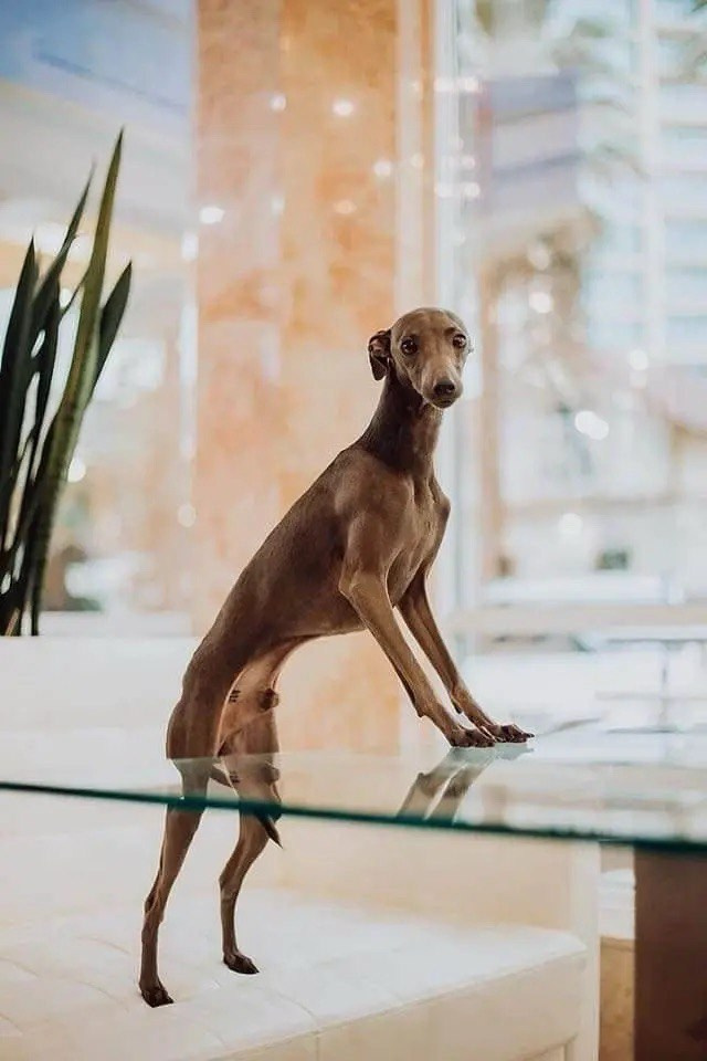 Весенние крошки. Профессиональный питомник левреток РКФ/FCI ASTI SAPPHIRE 💎 Сочи|Санкт-Петербург