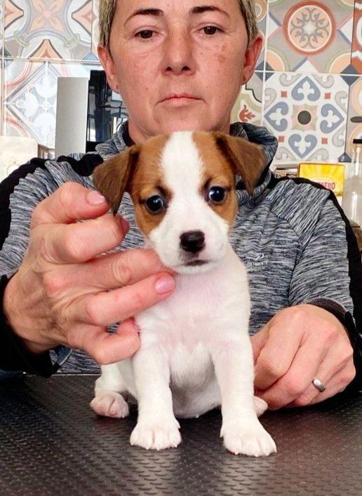 Сука 1. Lovely Orange kennel Jack Russell Terrier FCI/RKF