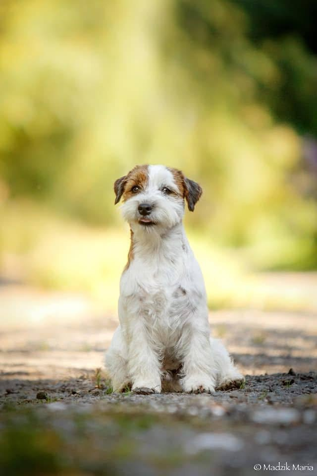 Lovely-Orange Grand Muffin. Lovely-Orange питомник джек рассел терьеров