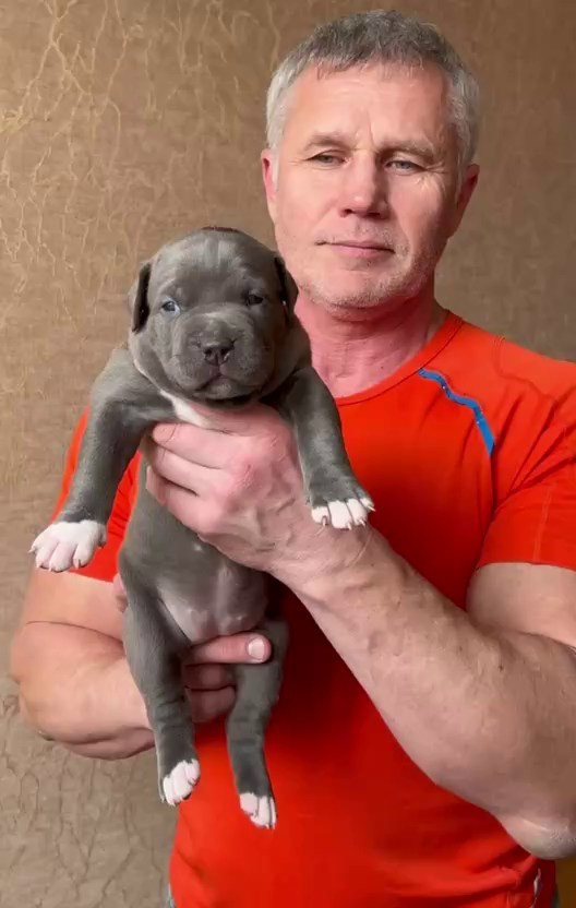 Видео GBU Xanamoon. Американские булли XL в г. Калининград. Питомник Great Bully UNIVERSE