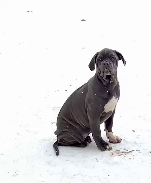 Hunter&Queenie, 10.09.25. Американские булли XL в г. Калининград. Питомник Great Bully UNIVERSE