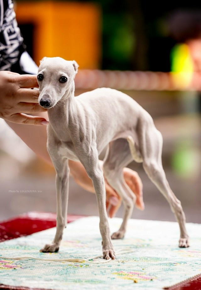 Жемчужная Печенька. Professional Italian Greyhound Kennel RKF/FCI ASTI SAPPHIRE 💎 Sochi|St. Petersburg