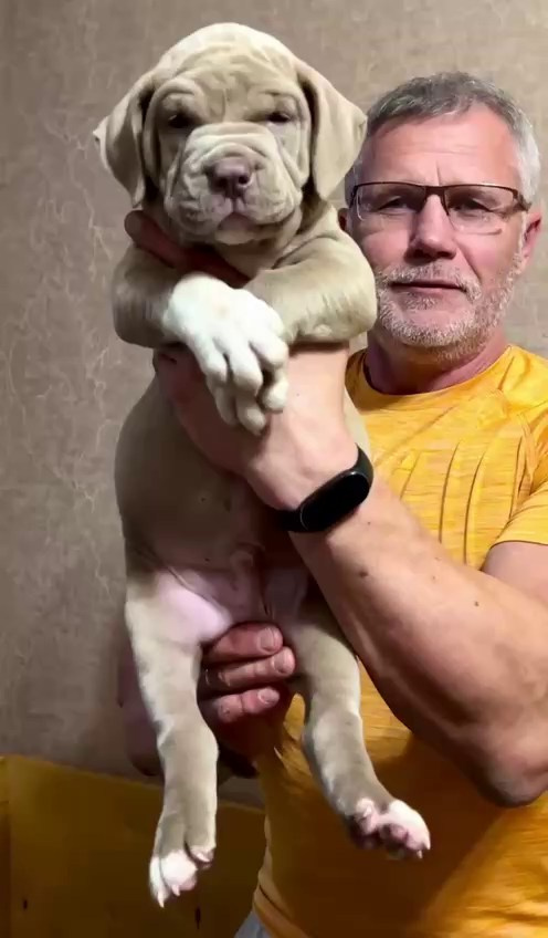 Hunter&Queenie, 10.09.25. Американские булли XL в г. Калининград. Питомник Great Bully UNIVERSE