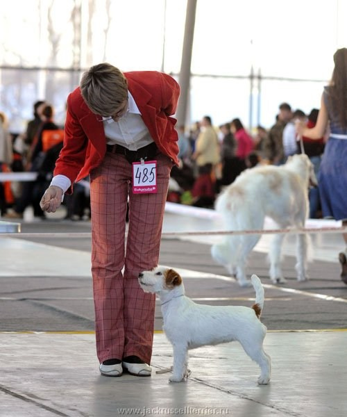 Выставка имени Сабанеева 2013. Lovely-Orange питомник джек рассел терьеров