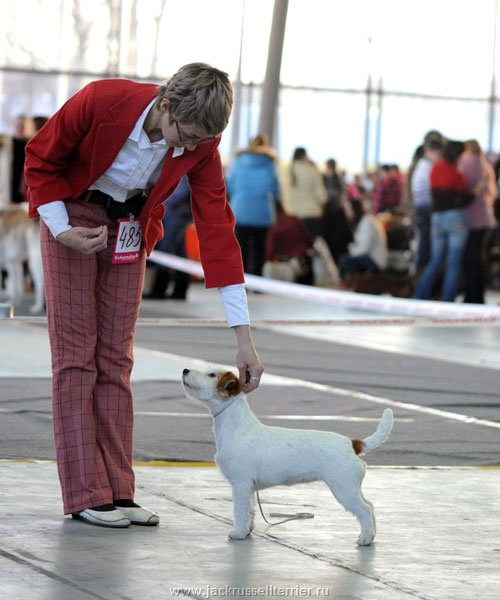 Выставка имени Сабанеева 2013. Lovely-Orange питомник джек рассел терьеров