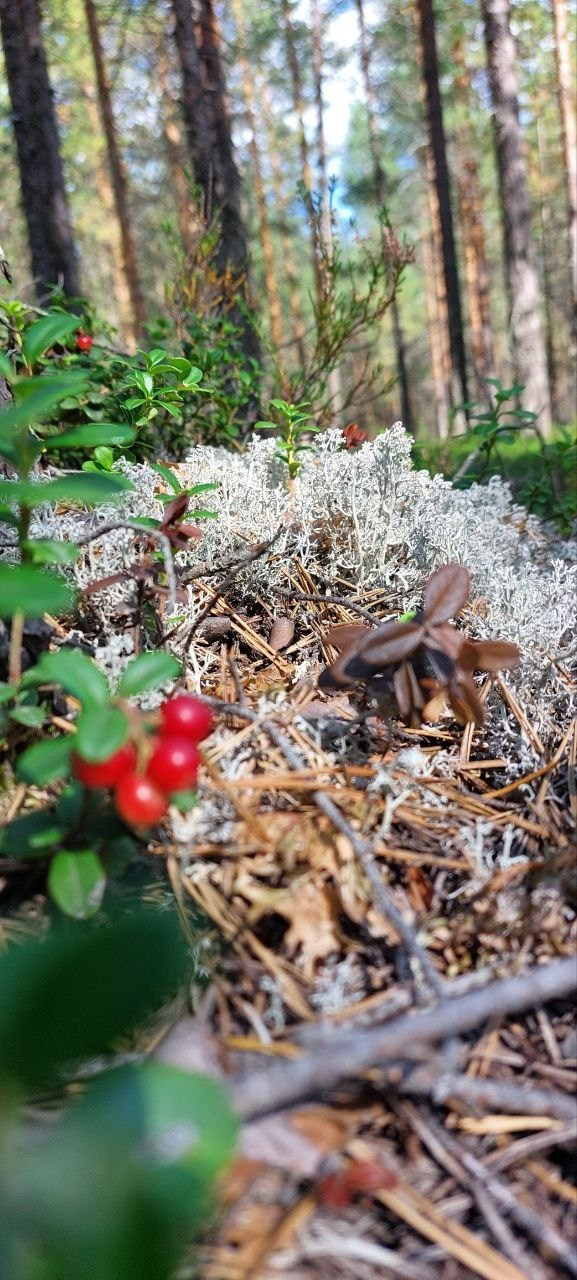 Карелия | 16-18.08.24. Галерея Фантим