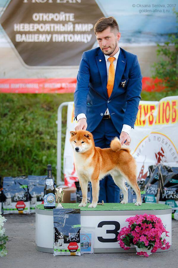 Litter «D»: HANDZIMEMESITE HIRO и ZOLOTO PARTII DEVANA GODDESS OF HUNT