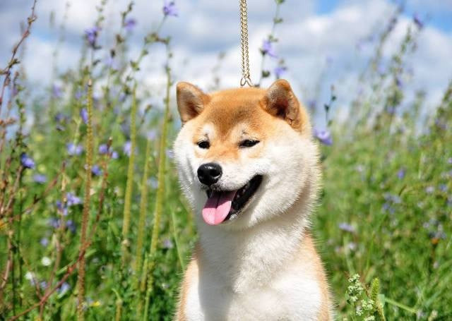 Старки * TRIUMF SIBIRI AKIKO CHIKAKO RUBYLIGHT KENNEL щенки сиба купить Санкт-Петербург 