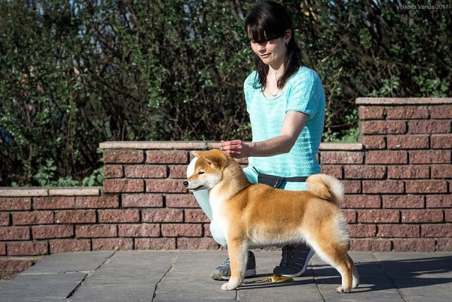 Старки * TRIUMF SIBIRI AKIKO CHIKAKO RUBYLIGHT KENNEL щенки сиба купить Санкт-Петербург 