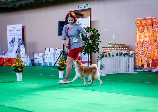 Старки * TRIUMF SIBIRI AKIKO CHIKAKO RUBYLIGHT KENNEL щенки сиба купить Санкт-Петербург 
