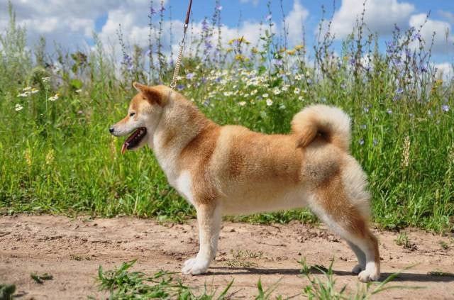 Старки * TRIUMF SIBIRI AKIKO CHIKAKO RUBYLIGHT KENNEL щенки сиба купить Санкт-Петербург 