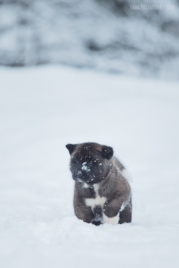 Американская акита питомник RUBYLIGHT. Американская акита I Сиба ину I Питомник RUBYLIGHT
