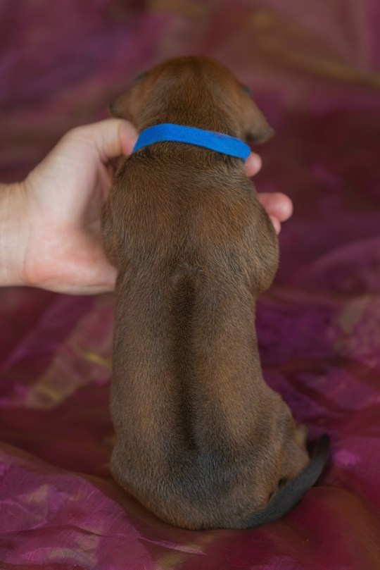 DAMARALAND Iz Doma Narayzi (ДАМАРАЛЭНД Из Дома Нарэйзи). Rhodesian Ridgebacks in St. Petersburg
