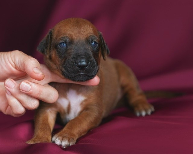 DAMARALAND Iz Doma Narayzi (ДАМАРАЛЭНД Из Дома Нарэйзи). Rhodesian Ridgebacks in St. Petersburg