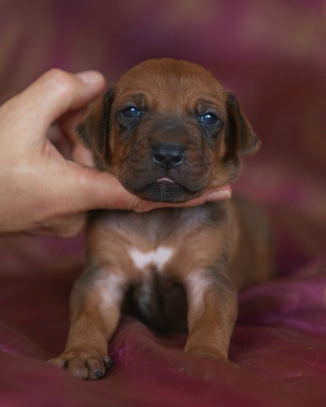 DAMARALAND Iz Doma Narayzi (ДАМАРАЛЭНД Из Дома Нарэйзи). Rhodesian Ridgebacks in St. Petersburg