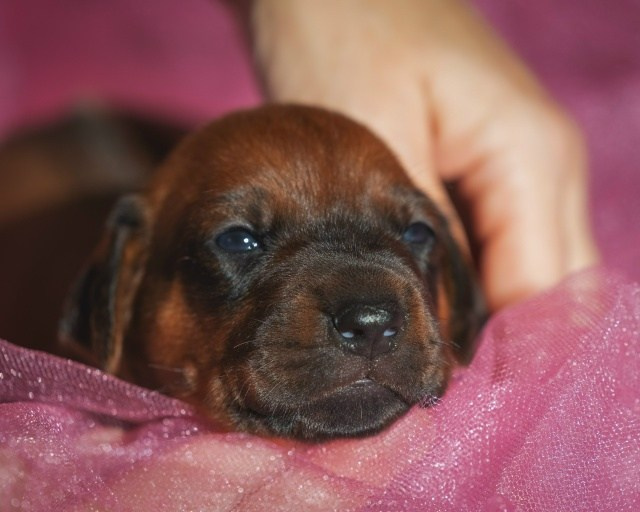 DAMARALAND Iz Doma Narayzi (ДАМАРАЛЭНД Из Дома Нарэйзи). Rhodesian Ridgebacks in St. Petersburg