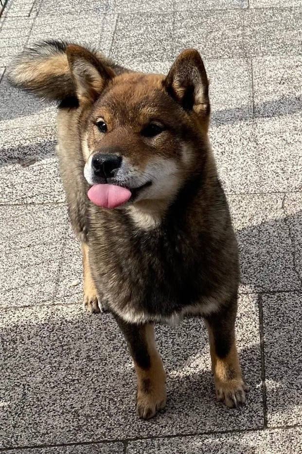 Шаман (сезам) * Шу_ Шаолинь Цукан. AMERICAN AKITA RUBYLIGHT KENNEL I SHIBA-INU