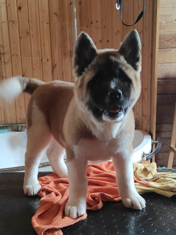 щенки Акита американская купить санкт-петербург питомник RUBYLIGHT BIYA & Dilinze's Hause Orion