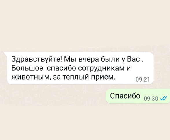 Катание на хаски в Спб