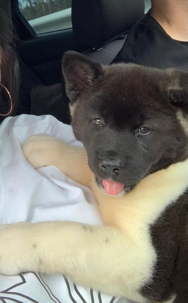 Щенки Американская акита Помет К : Alter Real Mercury и Infinit Happy