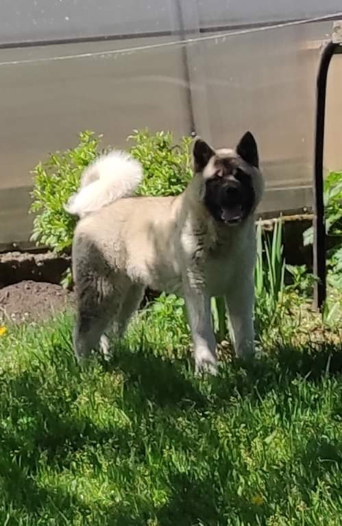 американская акита щенки купить питомник Санкт-Петербург кобель для вязок Вольф * Dilinze's Hause Orion  Wolf кобель Акита Рубилайт Rubylight питомник вязка американская акита