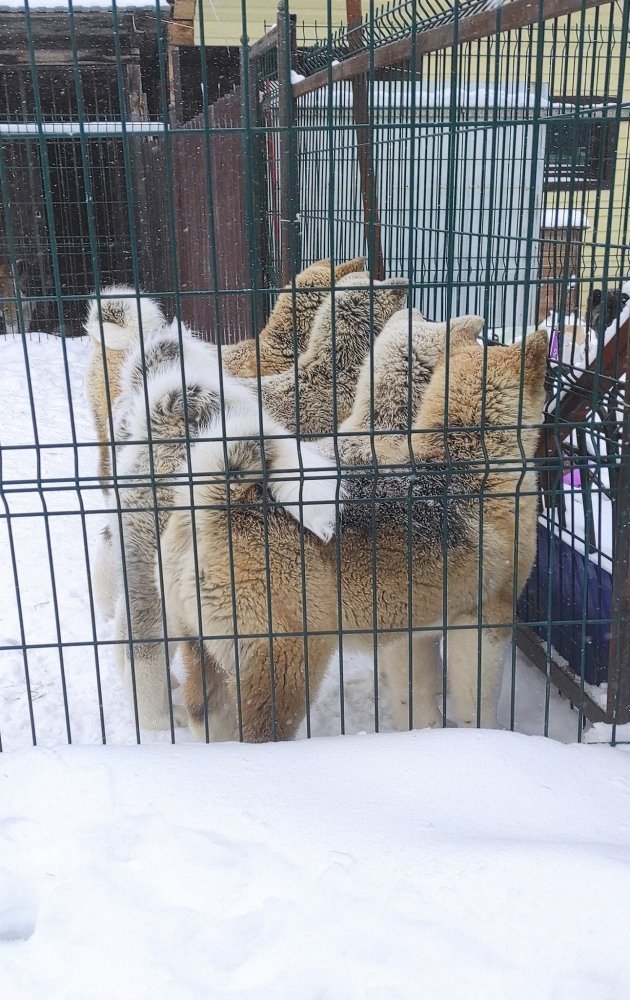 американская акита щенки купить питомник Санкт-Петербург кобель для вязок