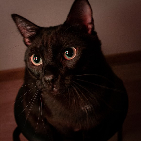 Animals. Креативный фотограф в Екатеринбурге Юлия Николотова