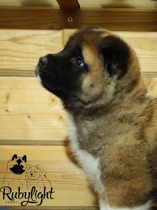 RUBYLIGHT MONICA, Дата рождения 03.10.2021Мама DANCING QUEEN Папа NATIVEBEAR LEGION MAN , щенки Американская Акита RUBYLIGHT питомник Санкт-Петербург