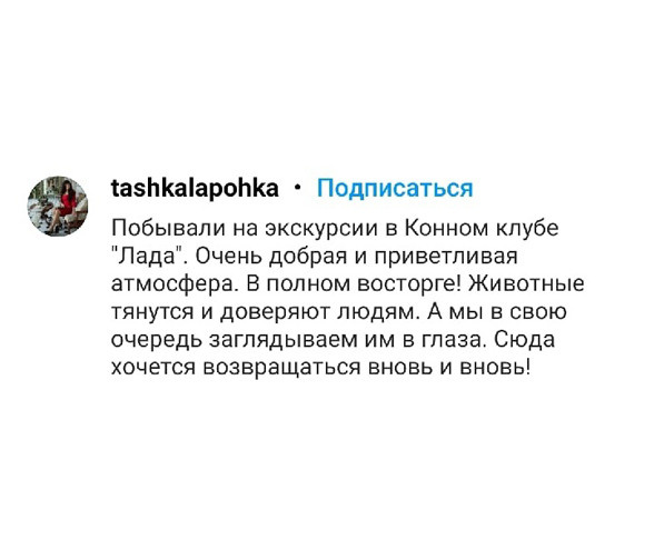 Катание на хаски в Спб