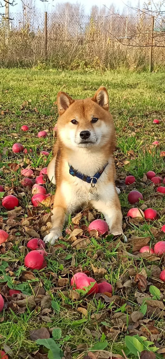 Американская акита питомник RUBYLIGHT. Американская акита I Сиба ину I Питомник RUBYLIGHT