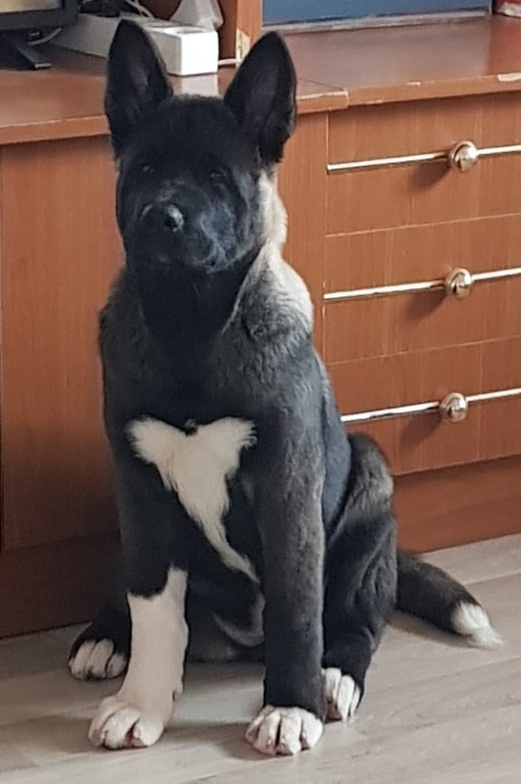 Американская акита питомник RUBYLIGHT. Американская акита I Сиба ину I Питомник RUBYLIGHT