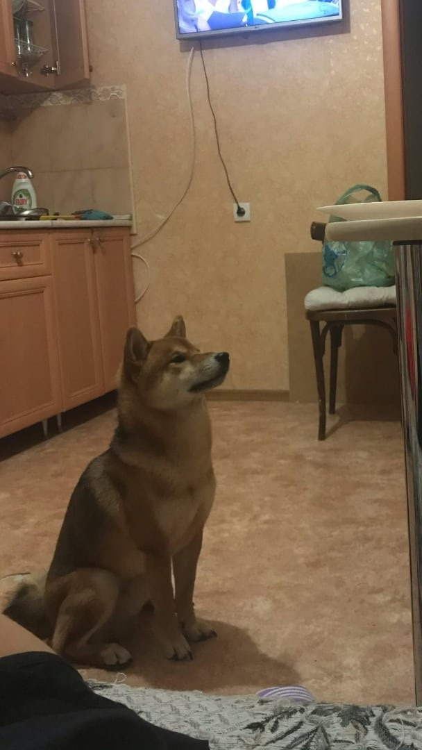 RUBYLIGHT DIN WINCHESTER. AMERICAN AKITA RUBYLIGHT KENNEL I SHIBA-INU