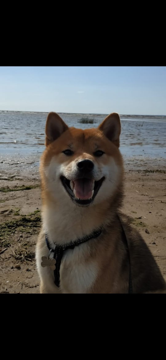 Сиба питомник RUBYLIGHT. Американская акита I Сиба ину I Питомник RUBYLIGHT