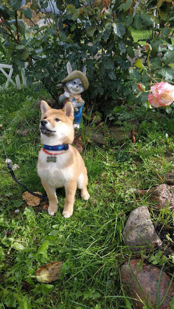 Сиба питомник RUBYLIGHT. Американская акита I Сиба ину I Питомник RUBYLIGHT